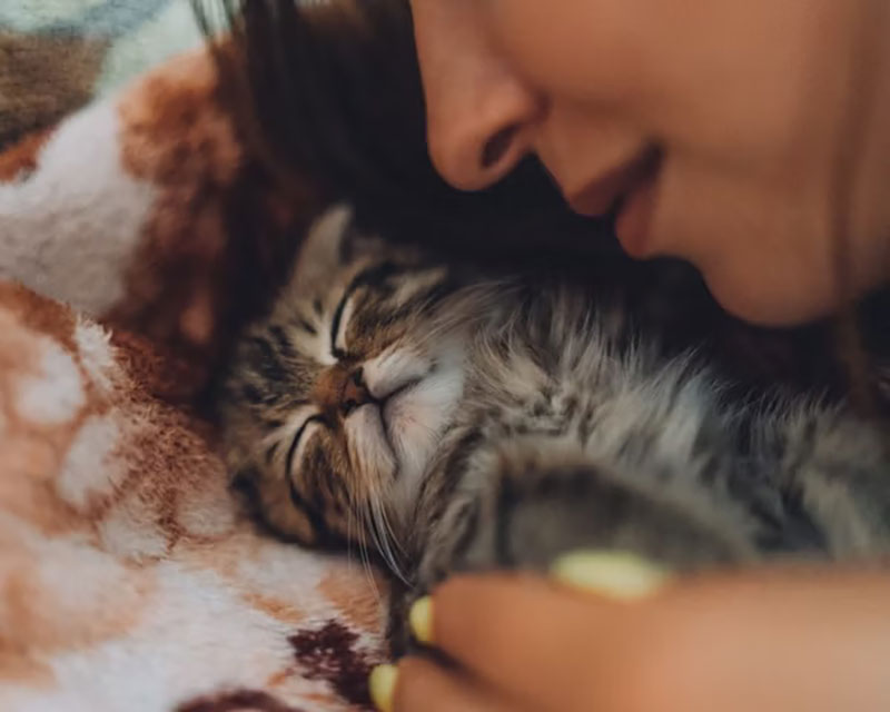 Plan felino cachorro