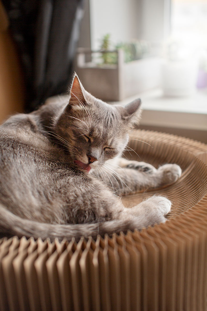 Gato senior