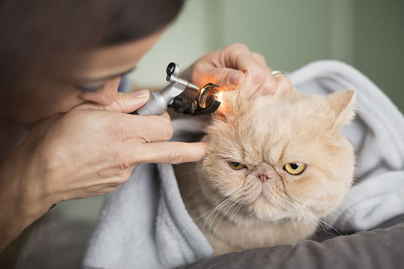 Medicina felina Medicina felina