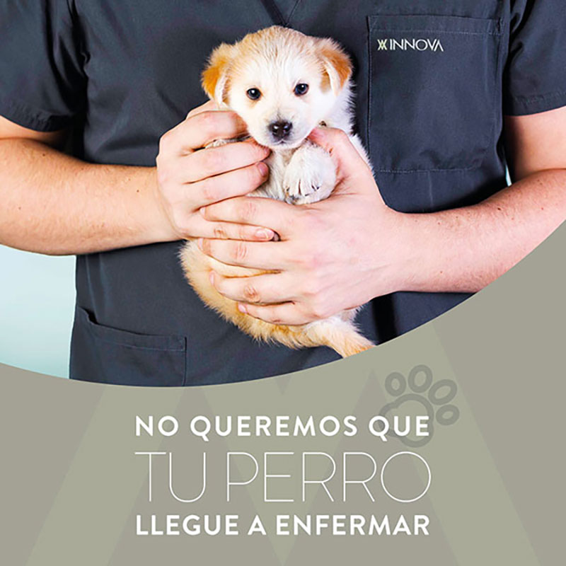 Planes de salud caninos
