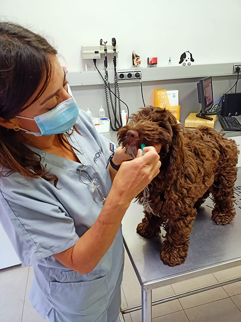 Odontología veterinaria