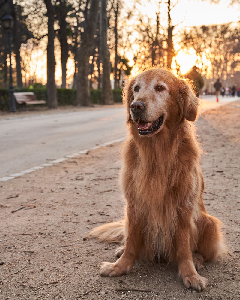 Plan de salud canino adulto