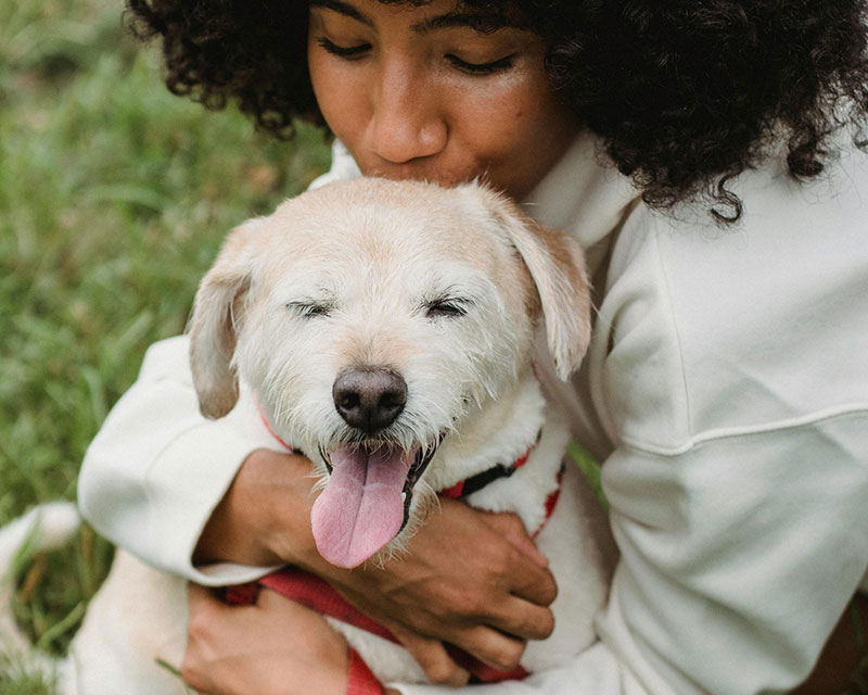 Plan de salud canino senior Plan de salud canino senior