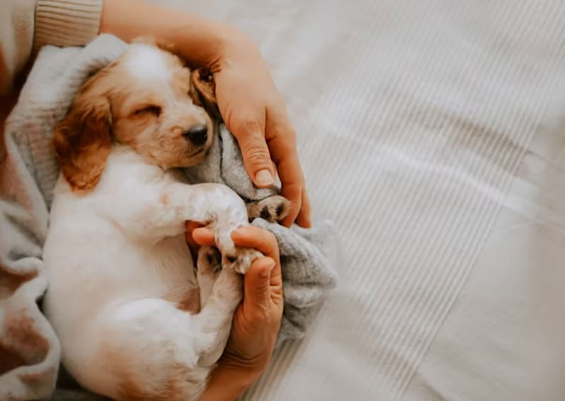 Plan canino cachorro Plan canino cachorro