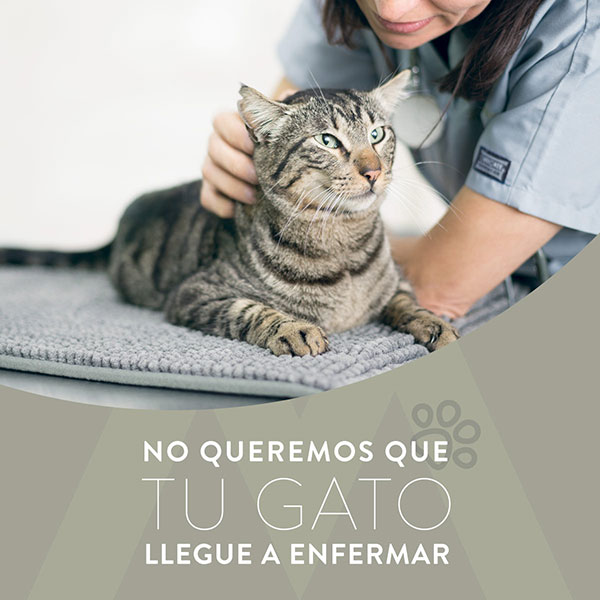 Innova Planes para gatos