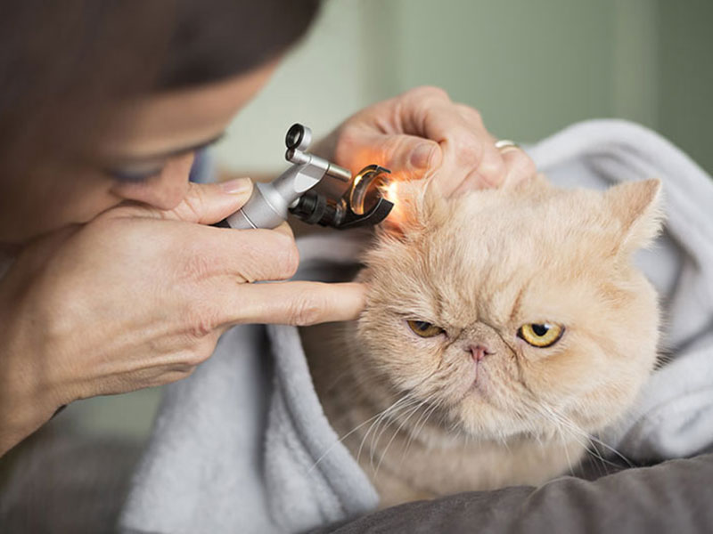 Medicina felina