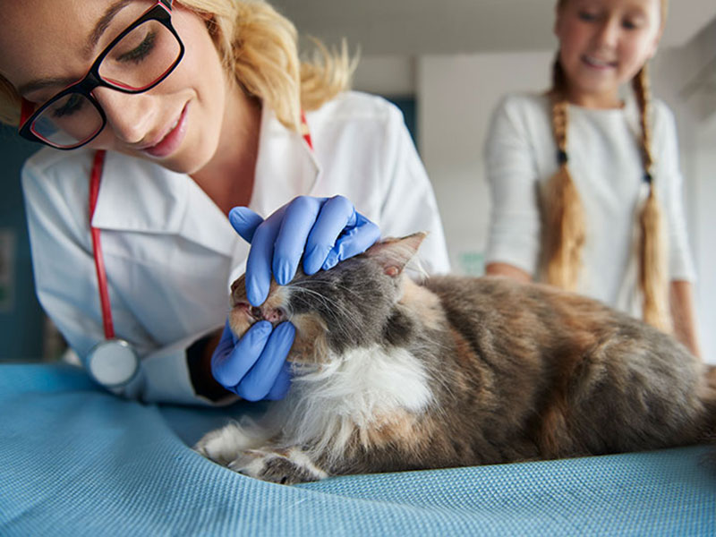 Odontología veterinaria