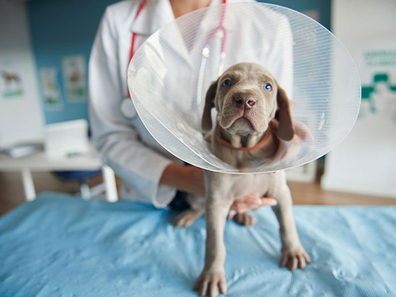 Traumatología veterinaria