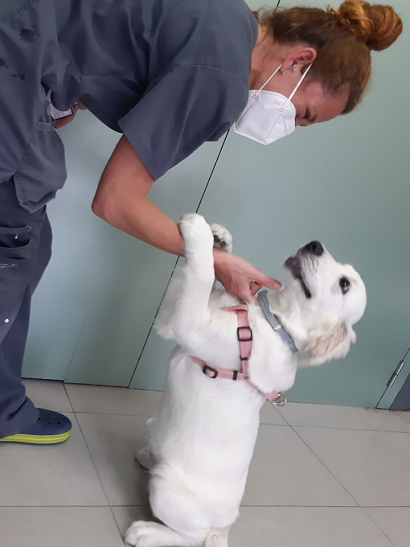 Ventajas del plan de salud canino